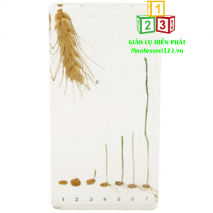 5-Quá trình nảy mầm của hạt lúa mì - Wheat Germination 