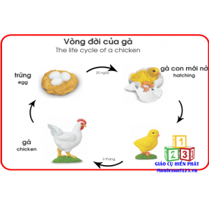 Mô hình quá trình sinh trưởng của con gà