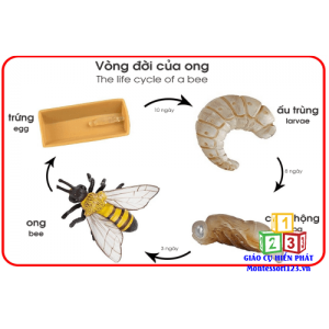 Mô hình quá trình sinh trưởng của con ong