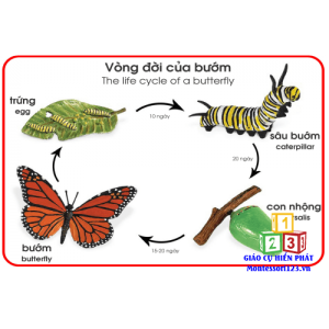Mô hình quá trình sinh trưởng của con bướm