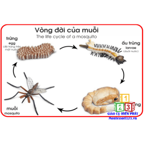 Mô hình quá trình sinh trưởng của con muỗi