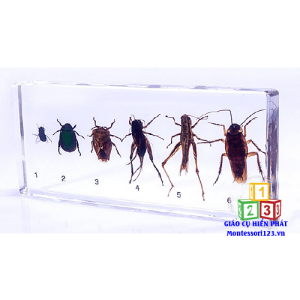 1-Sáu loại côn trùng có hại - Six species of Insect pests -Aj