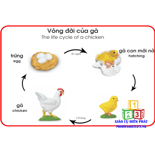Mô hình quá trình sinh trưởng của con gà
