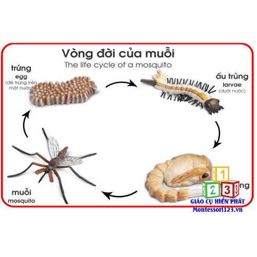Mô hình quá trình sinh trưởng của con muỗi