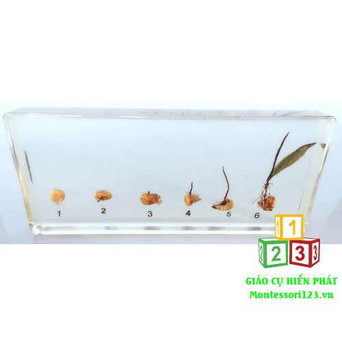 6-Quá trình nảy mầm của hạt ngô  - Corn Germination 