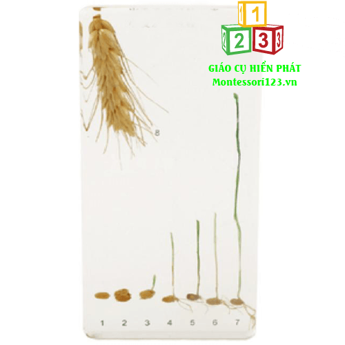 5-Quá trình nảy mầm của hạt lúa mì - Wheat Germination 