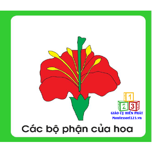 Cuốn sách nhỏ về các bộ phận của hoa