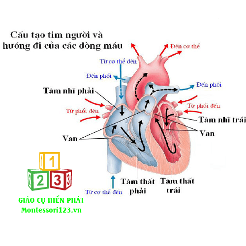 Qủa tim 11x11x12cm