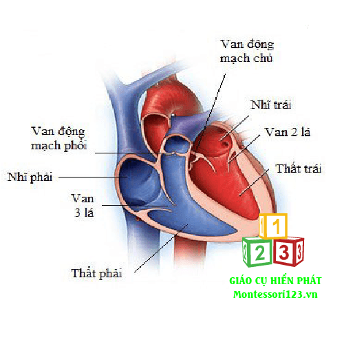 Giải phẫu cơ thể người cao 50cm