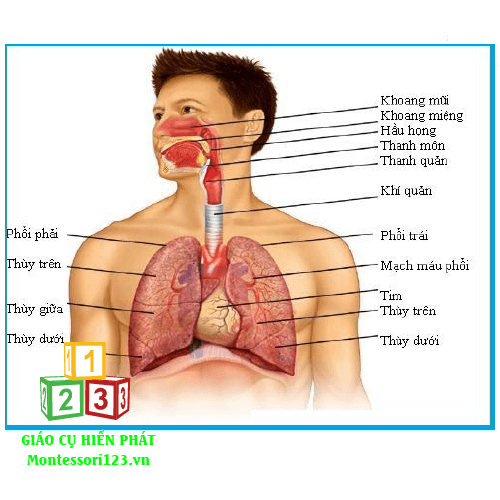 Giải phẫu cơ thể người cao 50cm