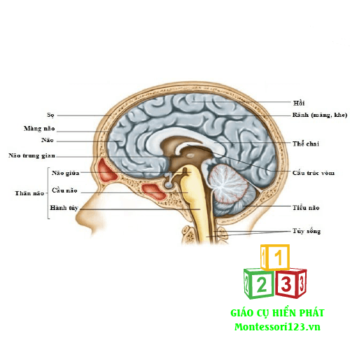 Giải phẫu cơ thể người cao 50cm